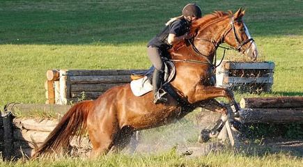 besoeg-glad-kalundborg-ved-kalundborg-horse-event-1